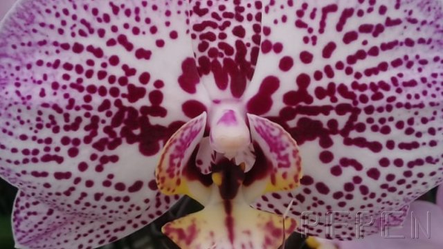 Orquídeas Phalenopsis Greenbox Paisajismo y Riegos